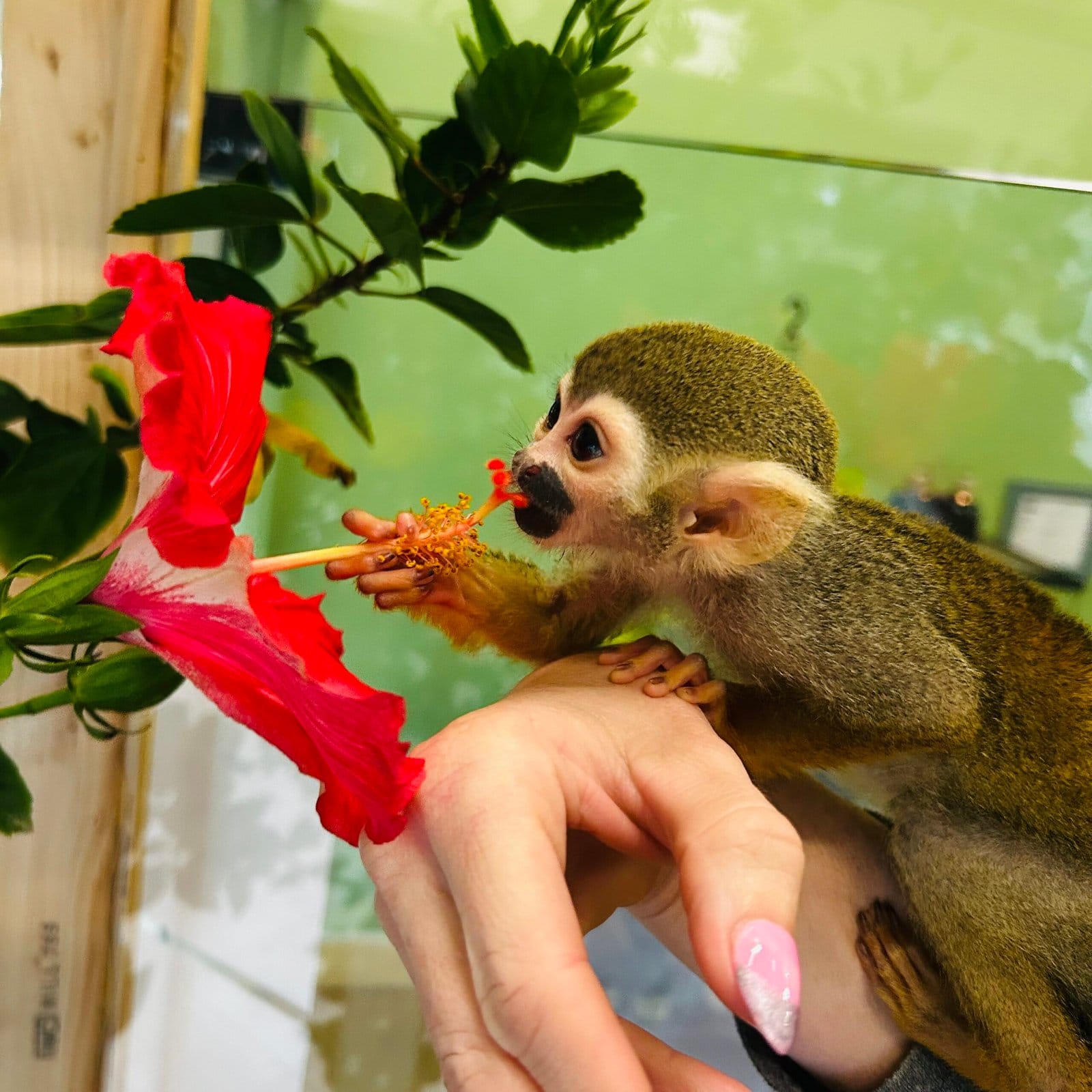 Exotic Animal Playground photo 4