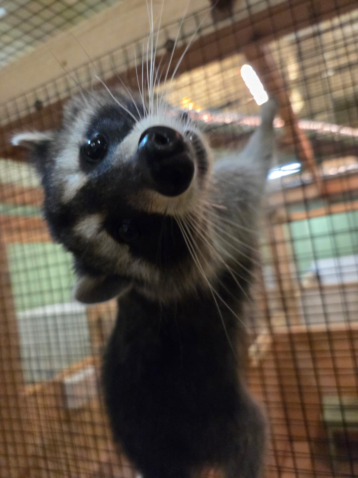 Exotic Animal Playground photo 8