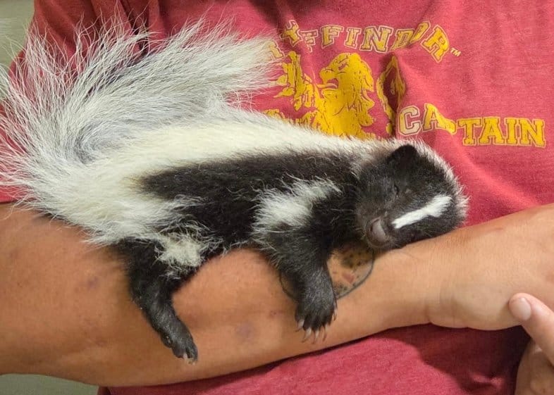Exotic Animal Playground photo 5