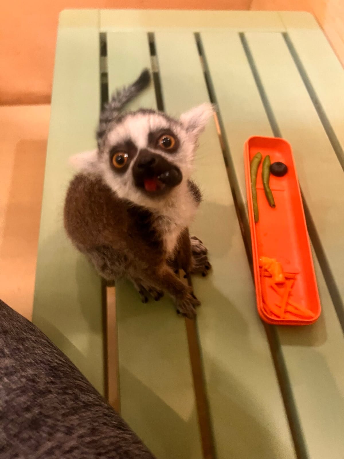 Exotic Animal Playground photo 6