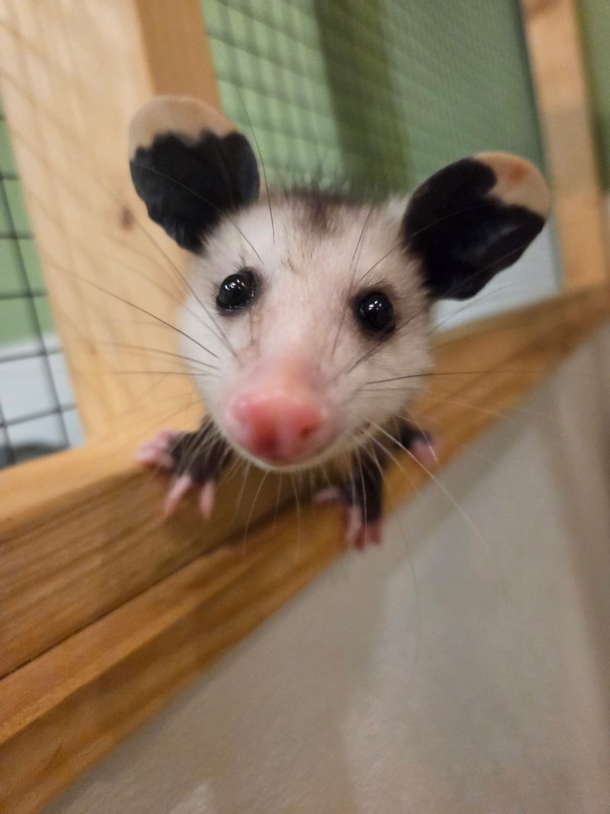 Exotic Animal Playground photo 9