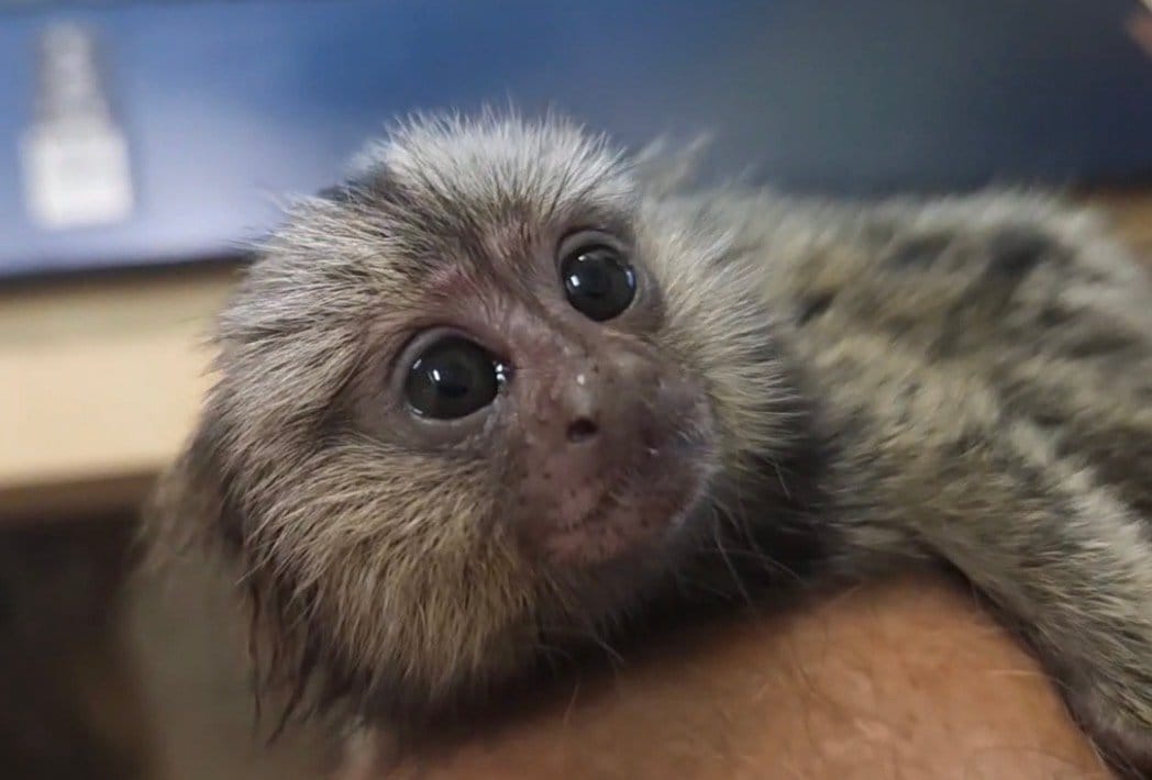 Exotic Animal Playground photo 7