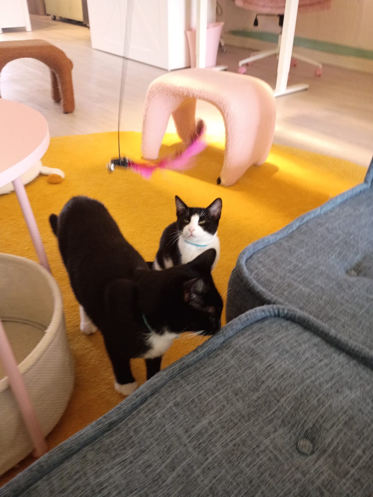 Meows Rakuen