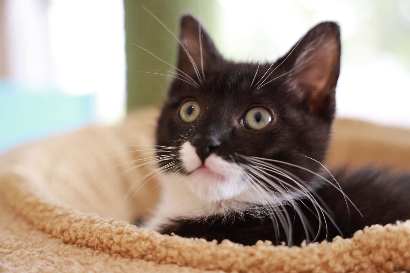 Meows Rakuen photo 6