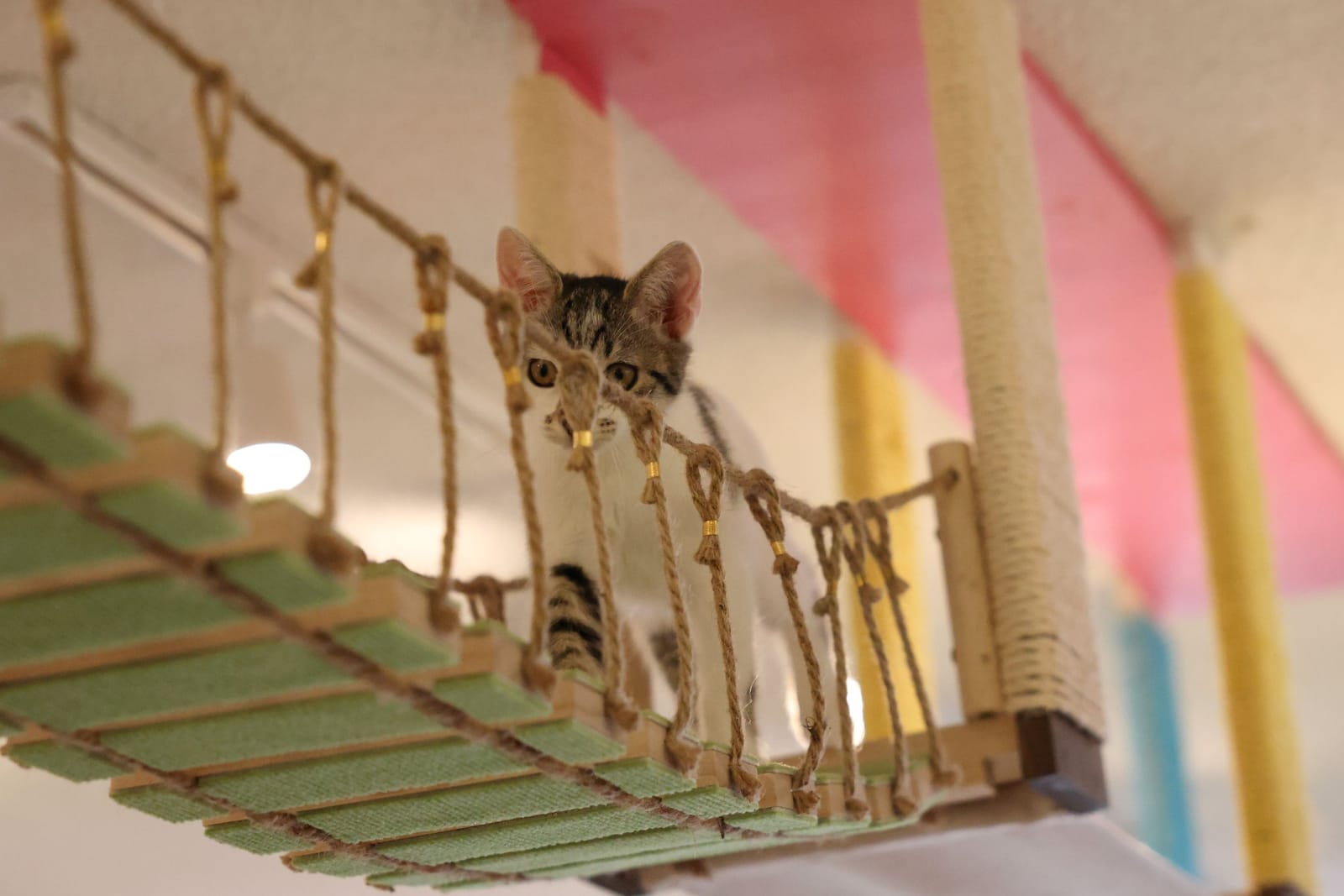 Meows Rakuen photo 5