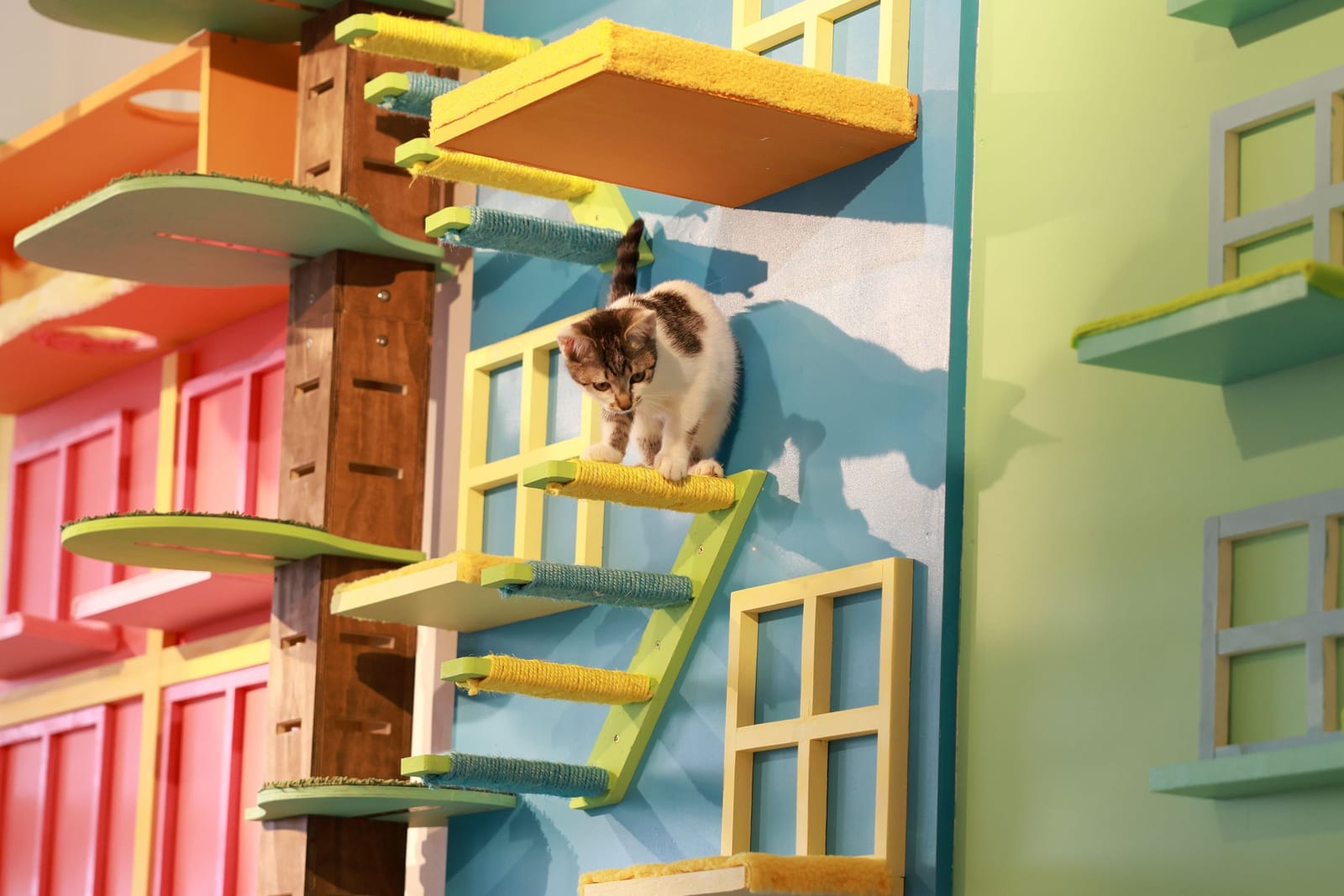 Meows Rakuen photo 4