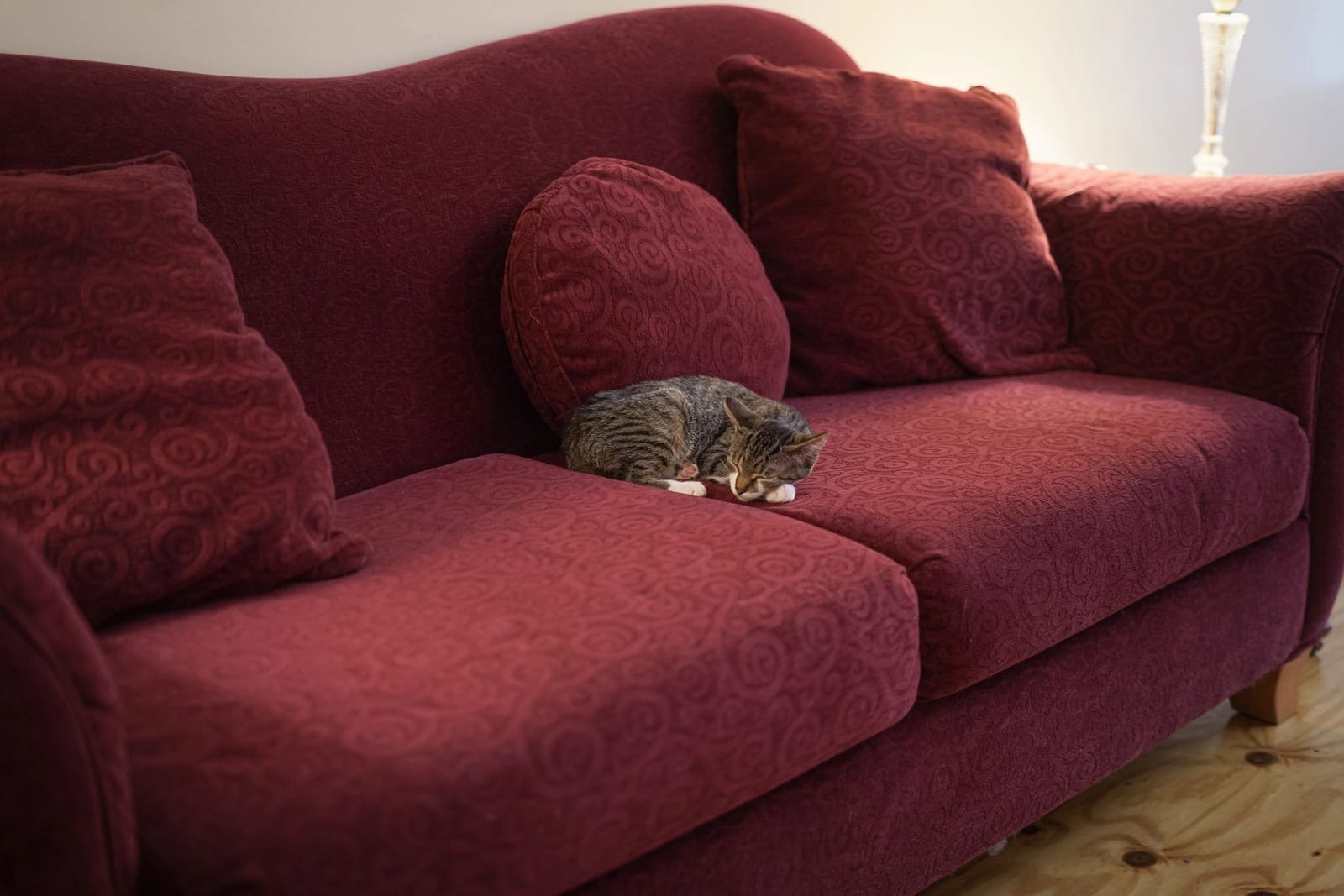 Catitude Cafe