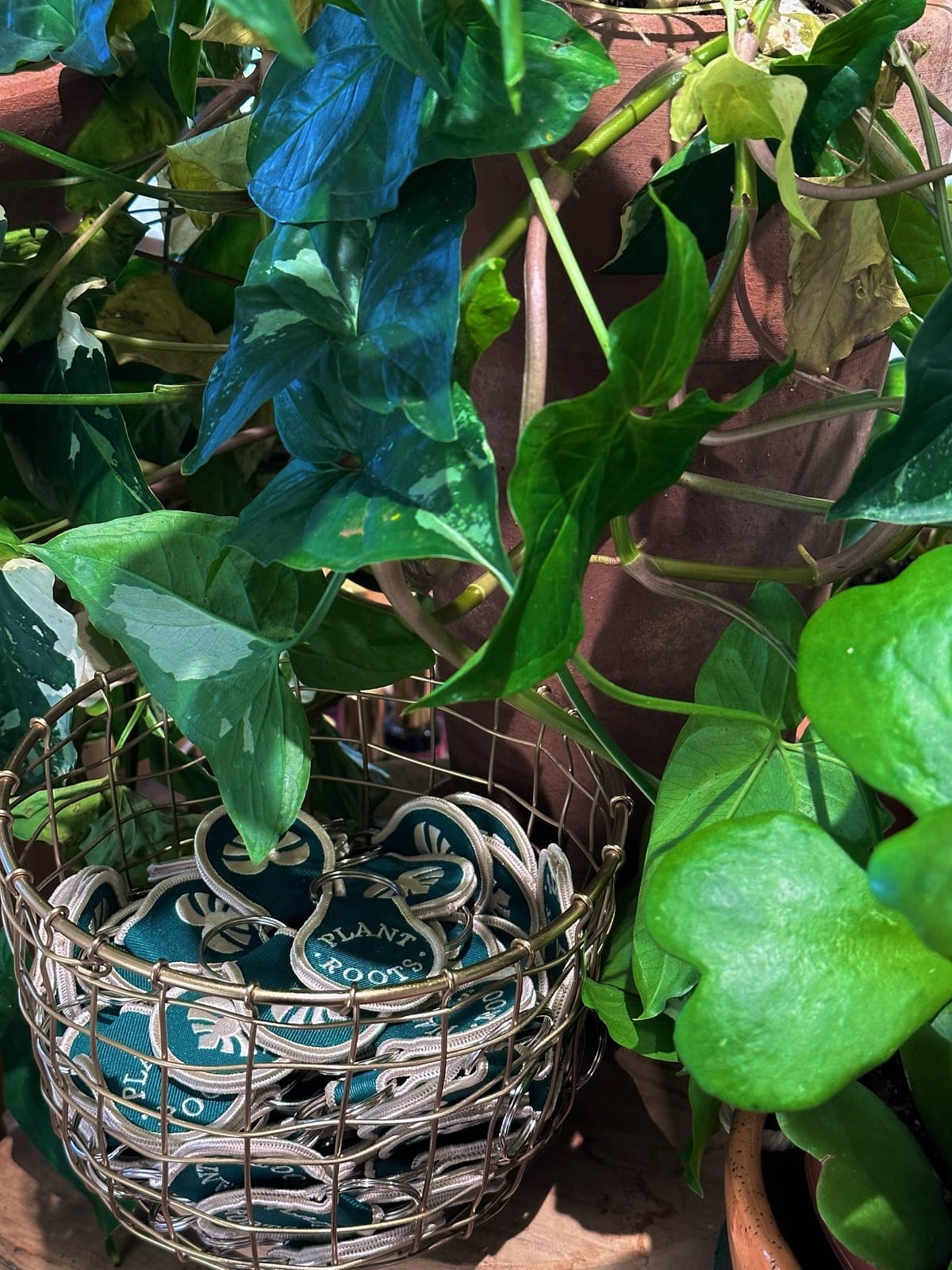Plant Roots Local photo 8
