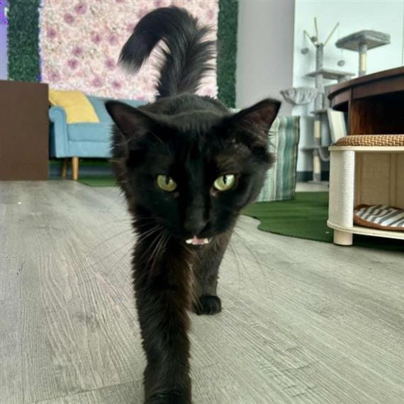 Second Chance Cat Cafe