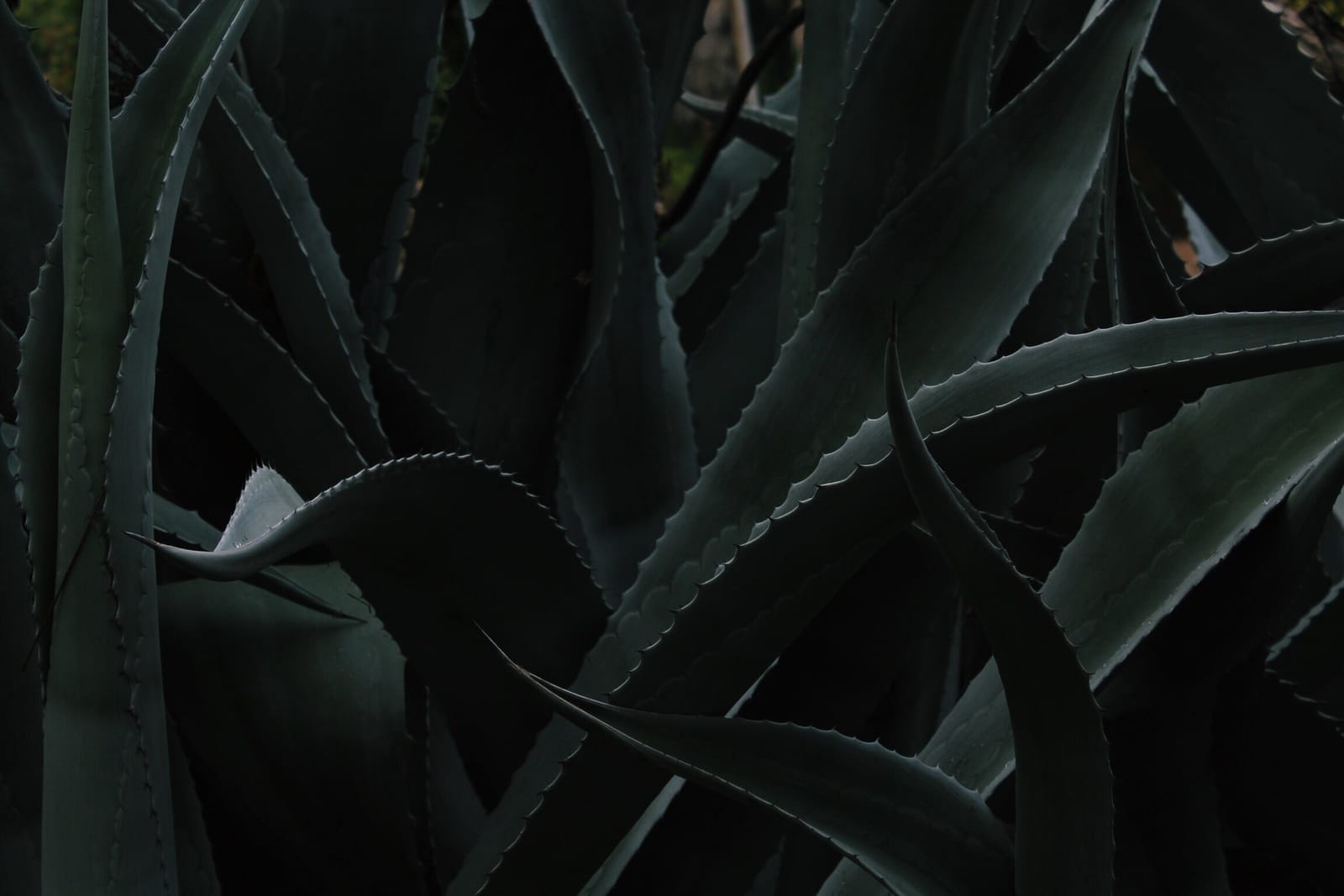 Botanist Coffeehouse photo 3