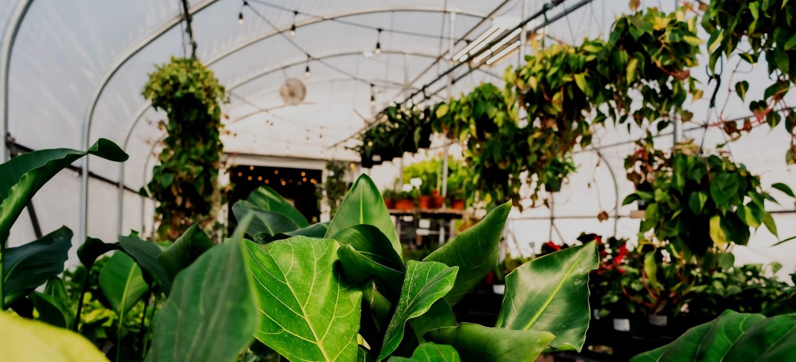 Joplin Greenhouse & The Coffee Shop photo 2