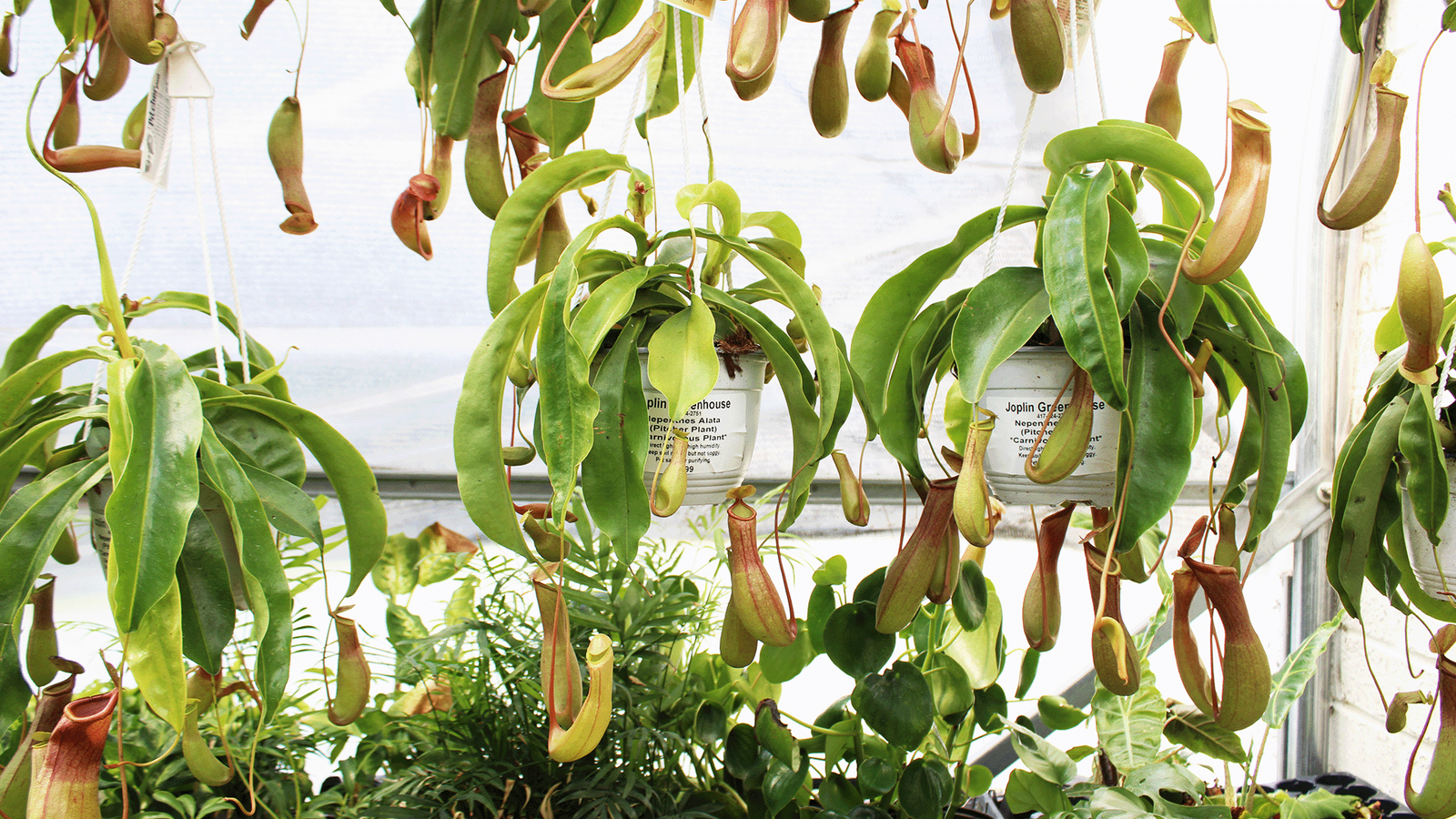Joplin Greenhouse & The Coffee Shop photo 7