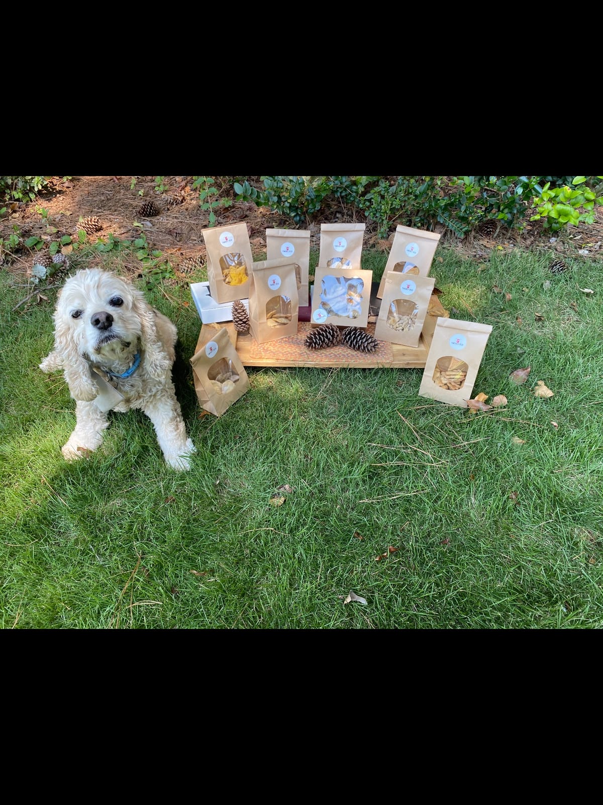 Pawsitively Delish
