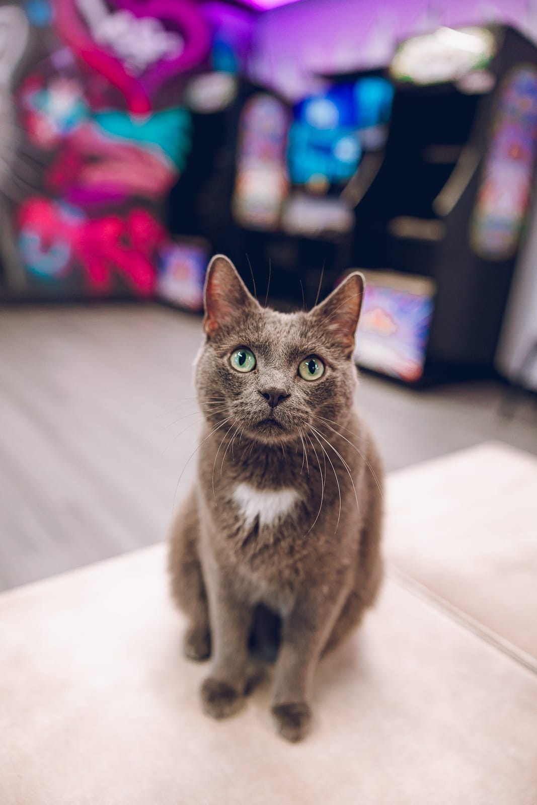 The Catcade - Cat Cafe & Rescue photo 8