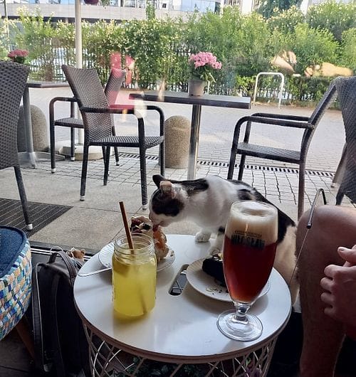 The Catcade - Cat Cafe & Rescue