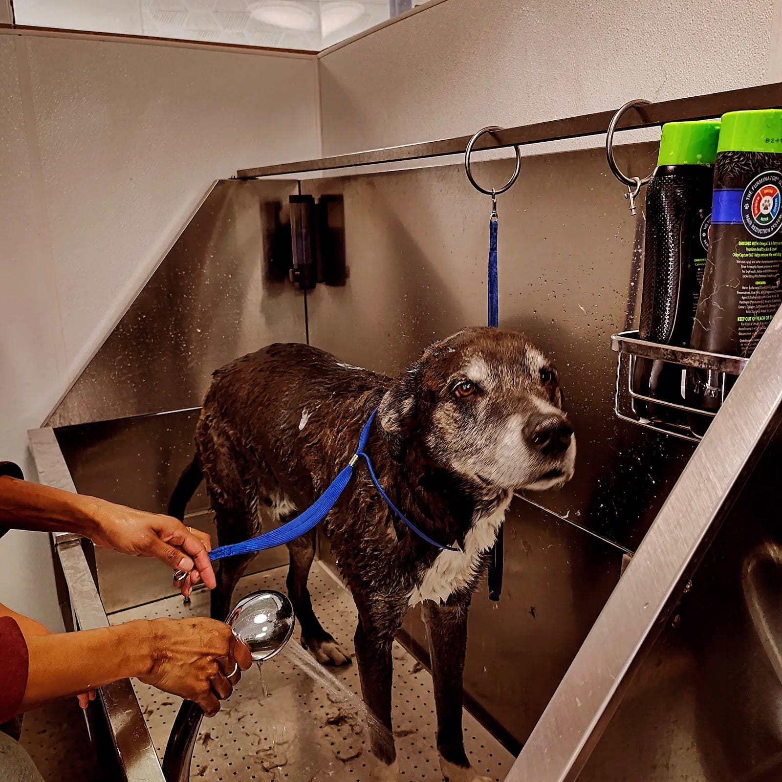 Dirty Dog Dog Wash