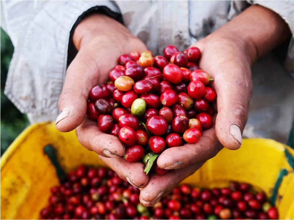 Land of a Thousand Hills Coffee Co. photo 5