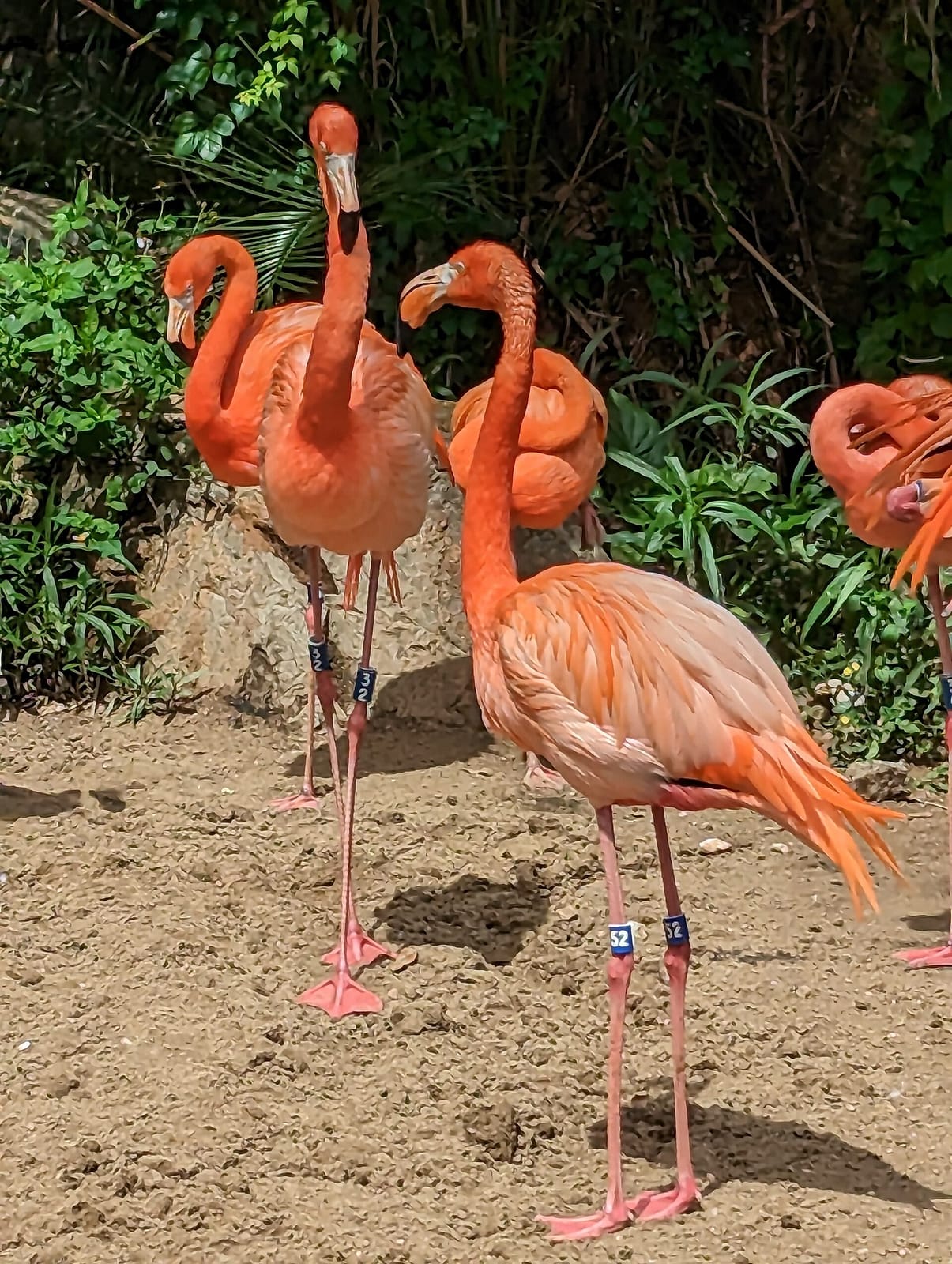 Flamingo Café photo 2