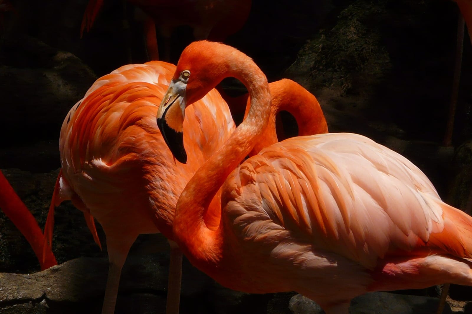 Flamingo Café photo 5