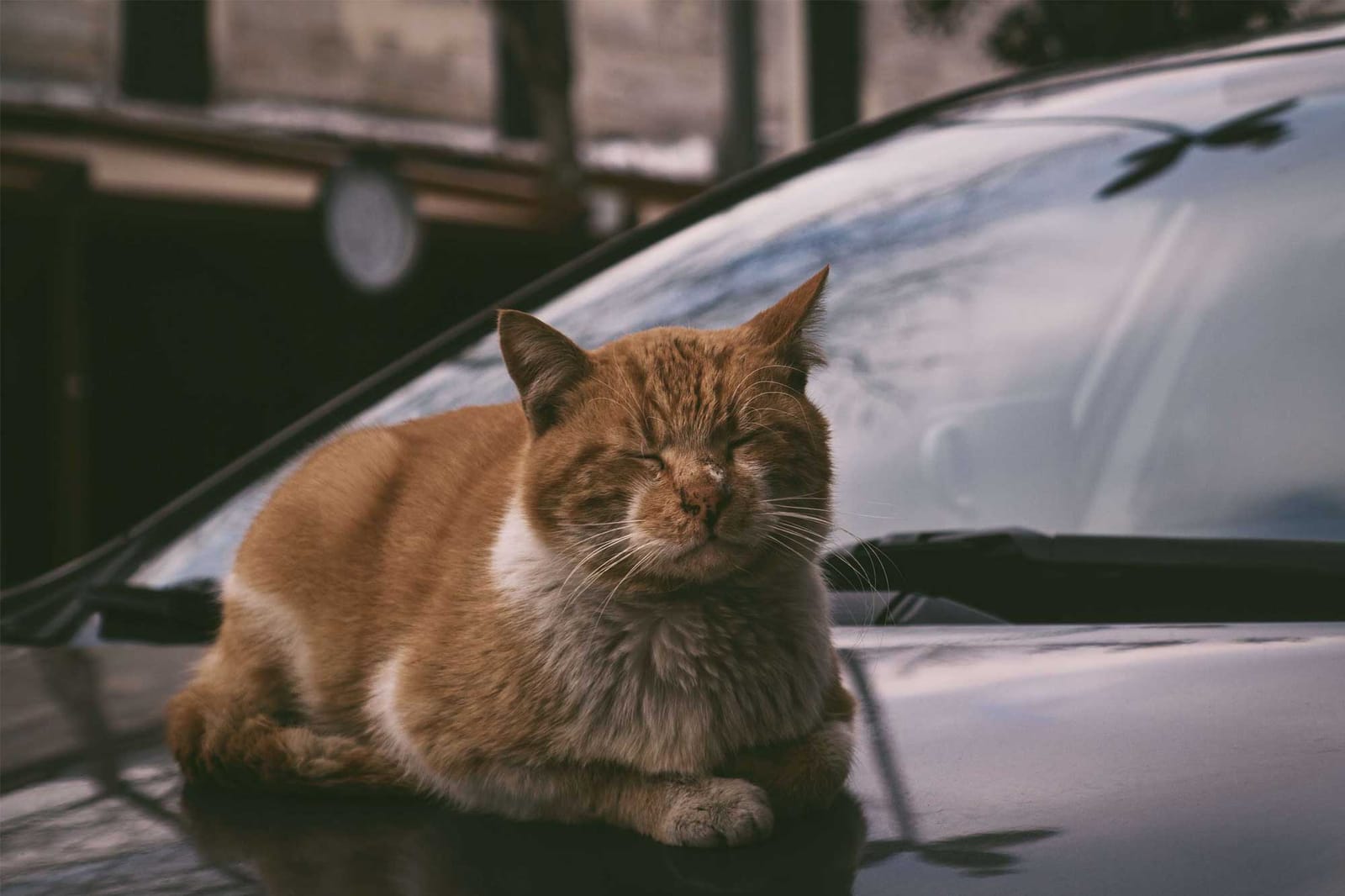 The Cat Chillin’ Zone photo 5