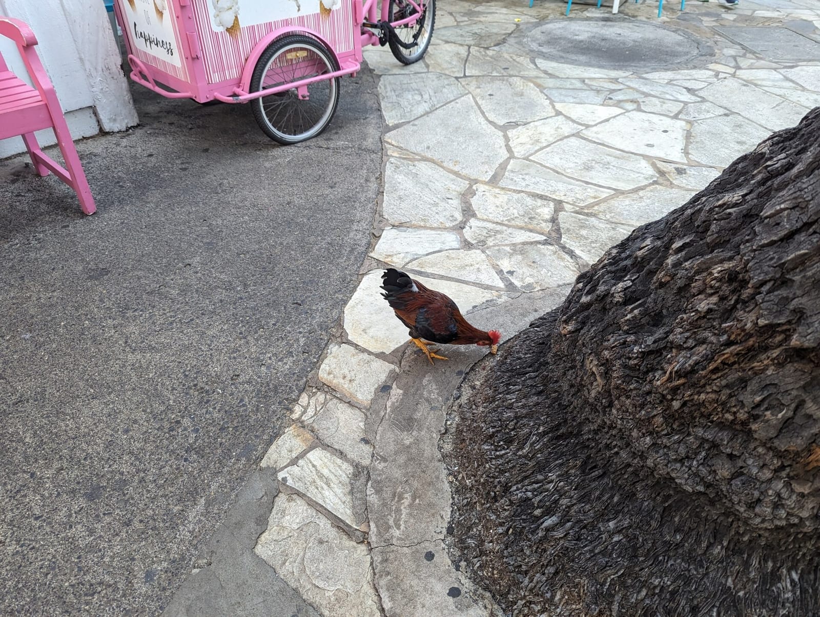 IL Gelato Cafe Waikiki Royal Hawaiian photo 3