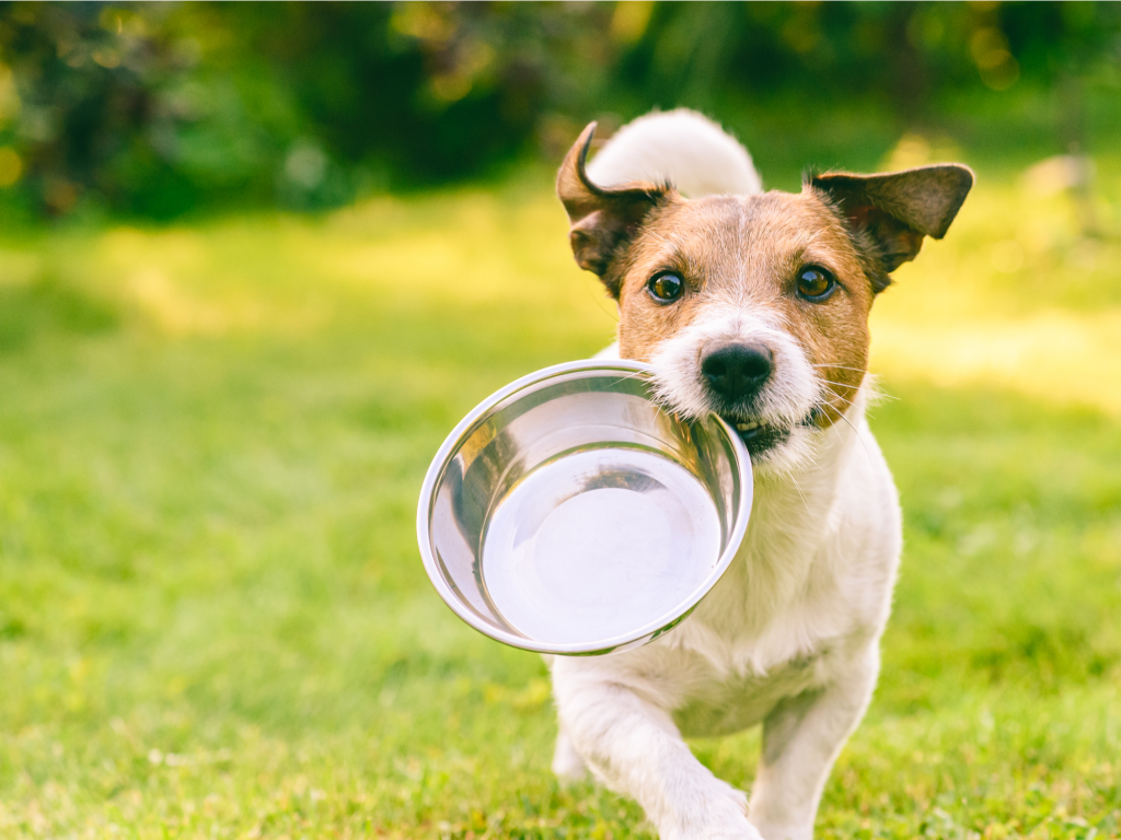 Good Goods For Dogs photo 8