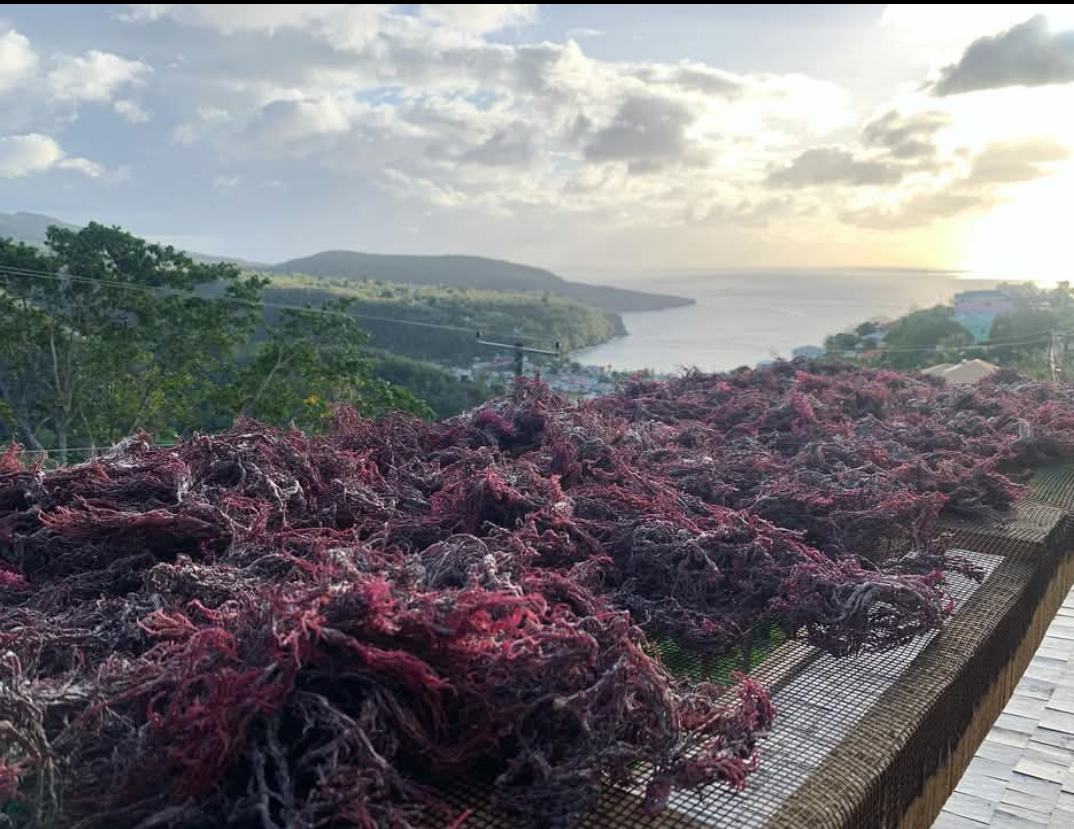 Caribbean Sea Moss King Wellness Cafe photo 2