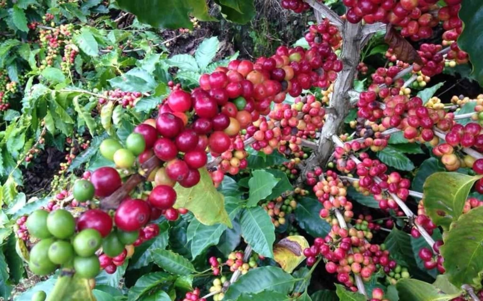 Cedar Bean's Coffee Joint photo 3