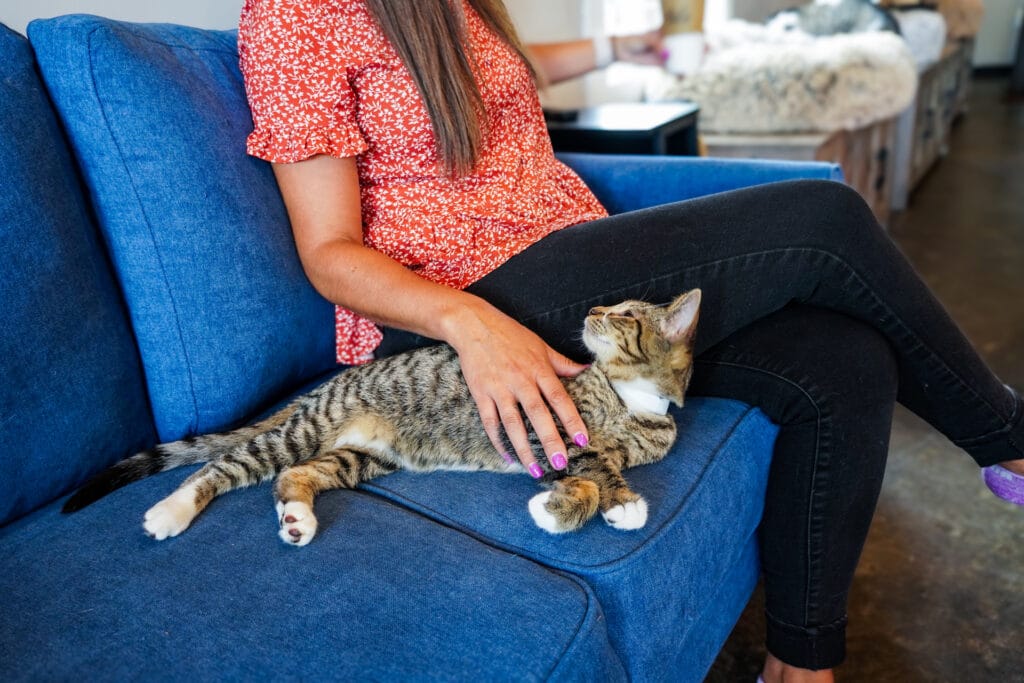 The Whisker Room photo 6