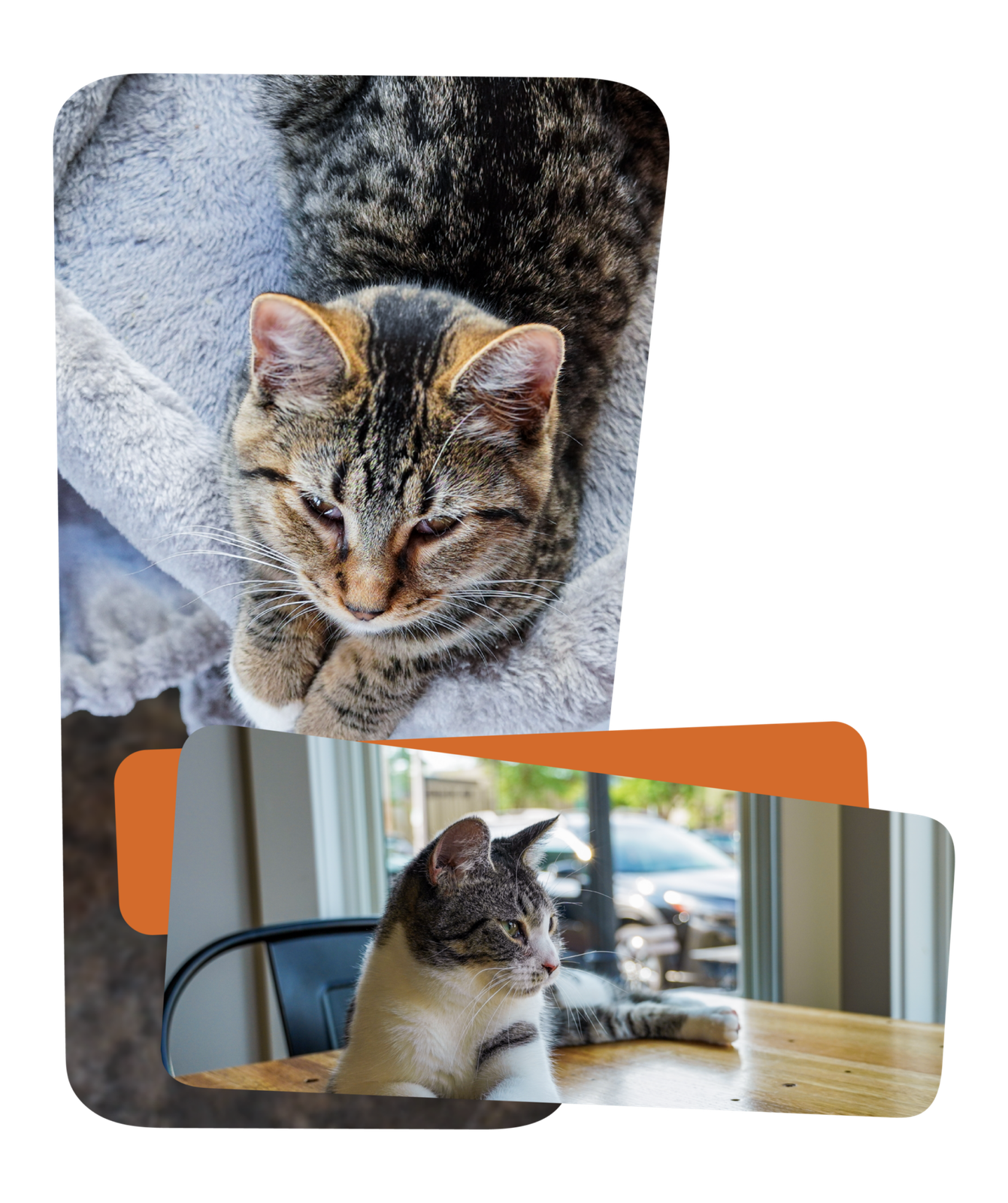 The Whisker Room