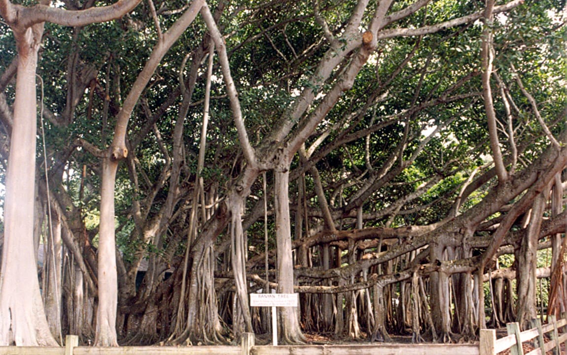 Banyan Cafe Fort Myers photo 3