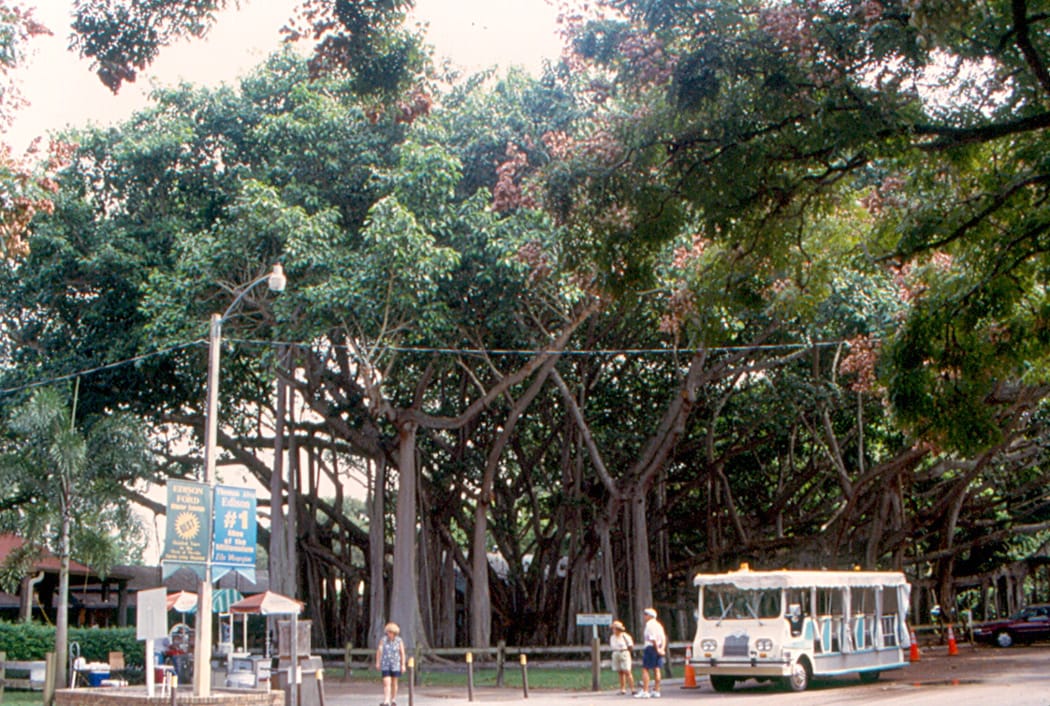 Banyan Cafe Fort Myers photo 4