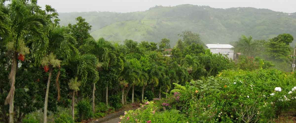 Indigo Coffee Roasters Inc
