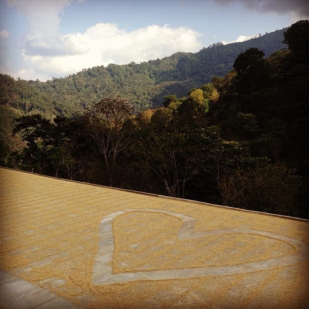 Indigo Coffee Roasters Inc photo 2