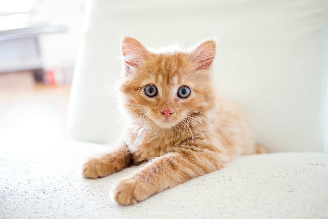 Avocato Catfe/PAAW
