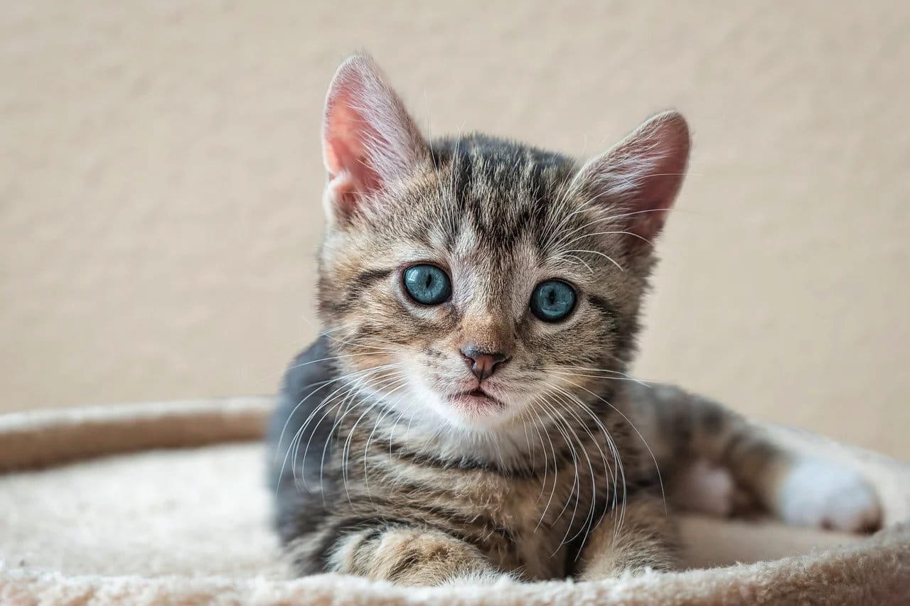 Avocato Catfe/PAAW photo 4