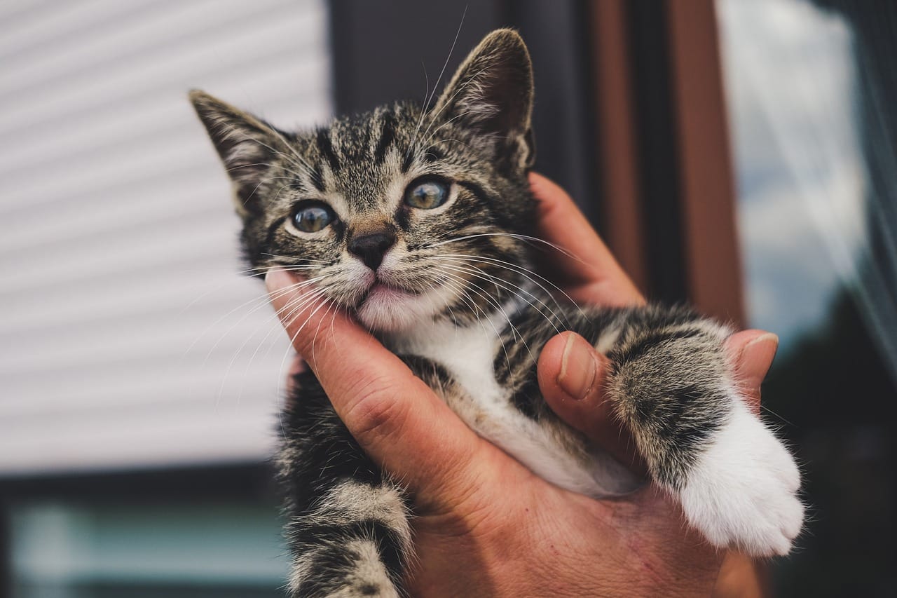 Avocato Catfe/PAAW photo 5