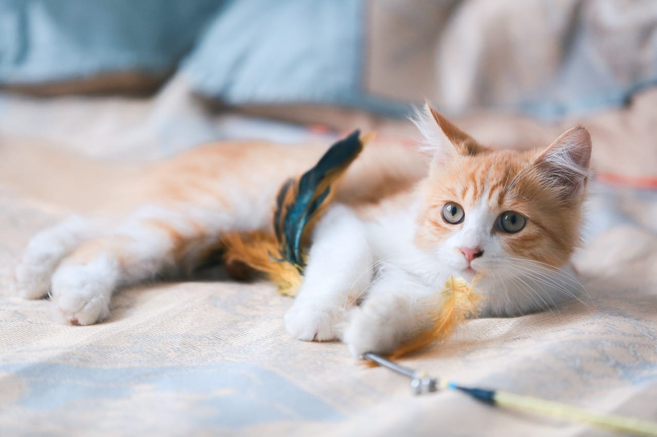 Avocato Catfe/PAAW photo 3