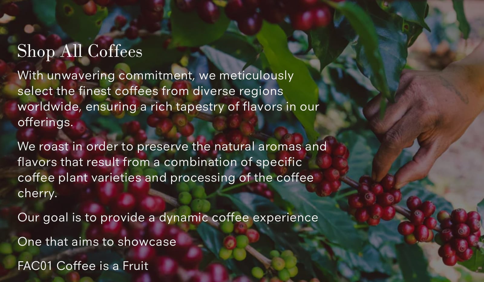 Muse Coffee Company photo 3