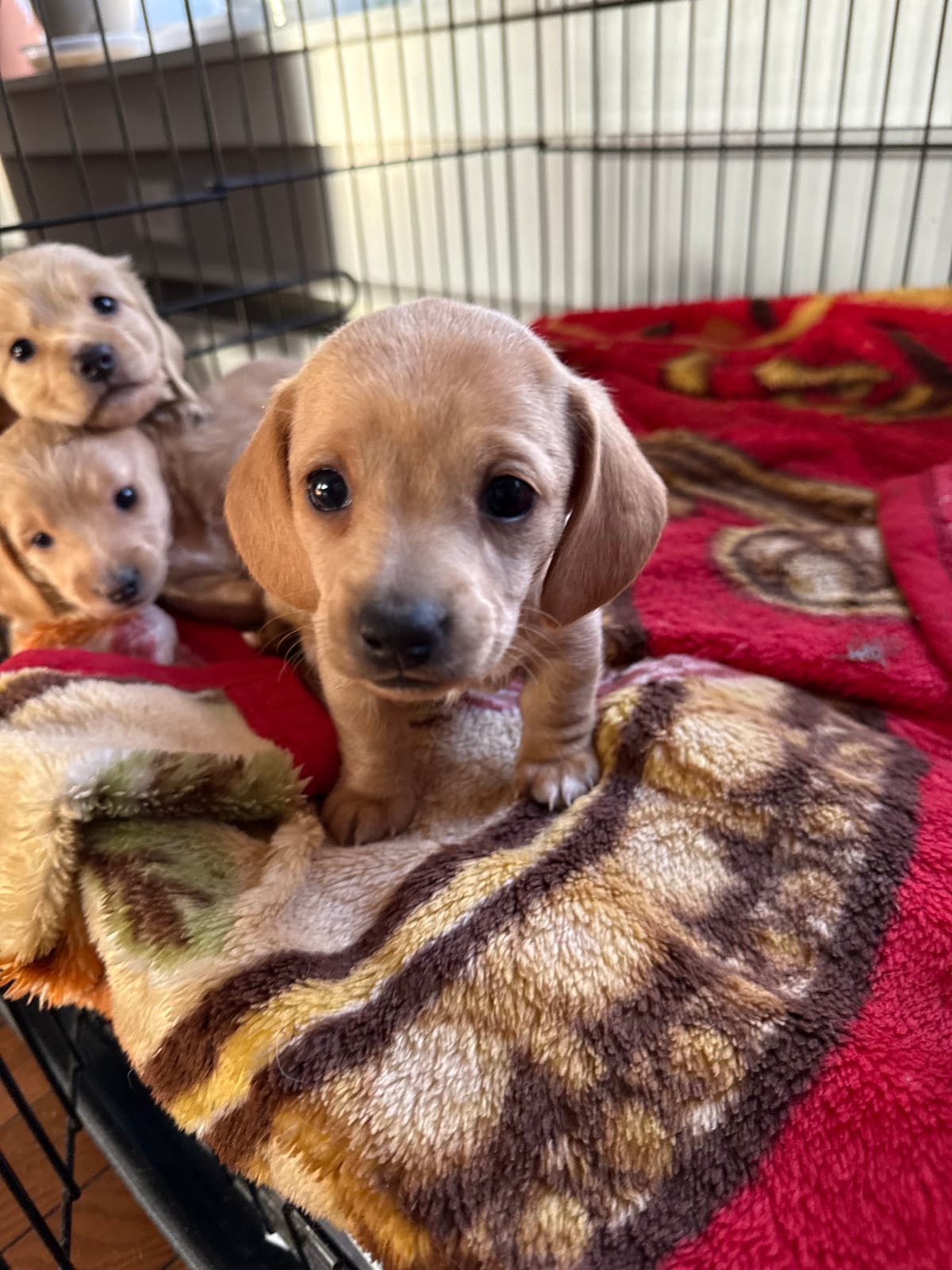 Familypups4U
