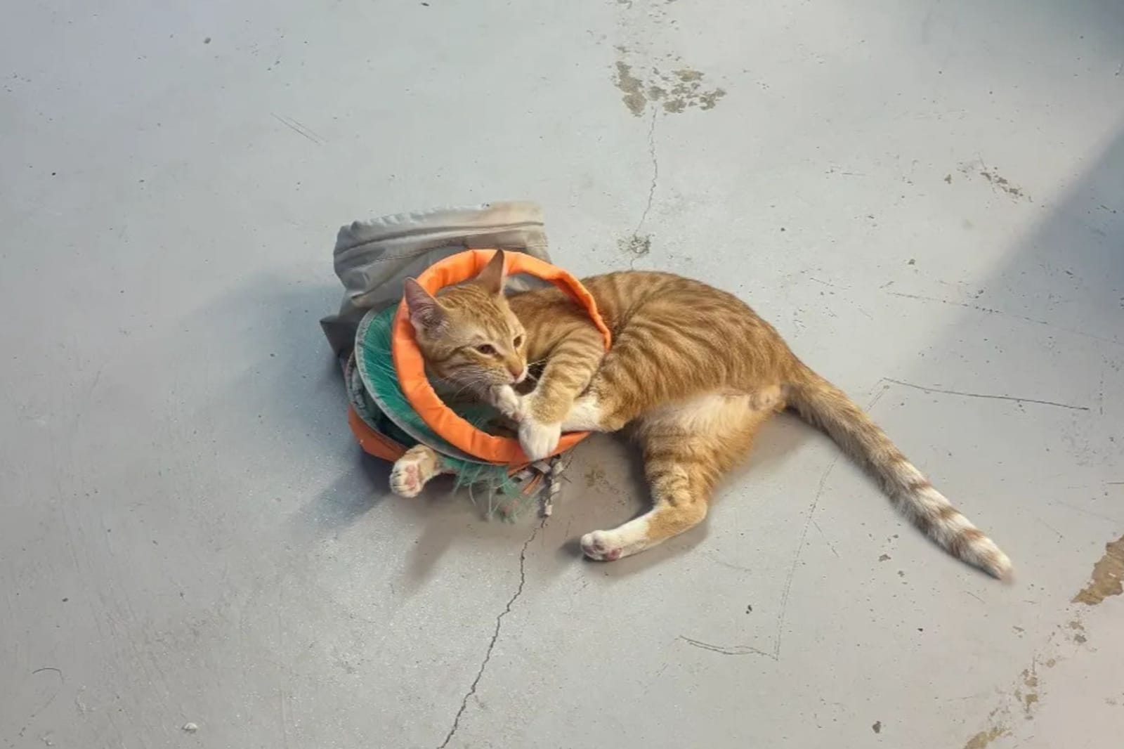 Paw-Rump Cat Cafe photo 2