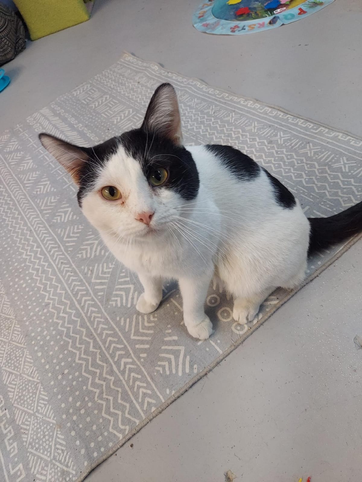 Paw-Rump Cat Cafe