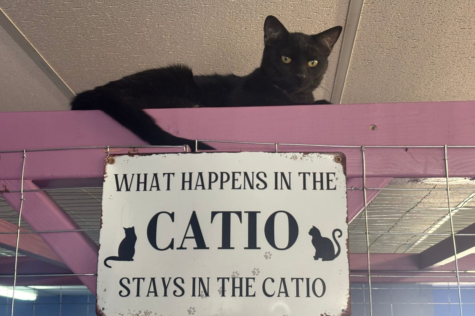 Paw-Rump Cat Cafe photo 3