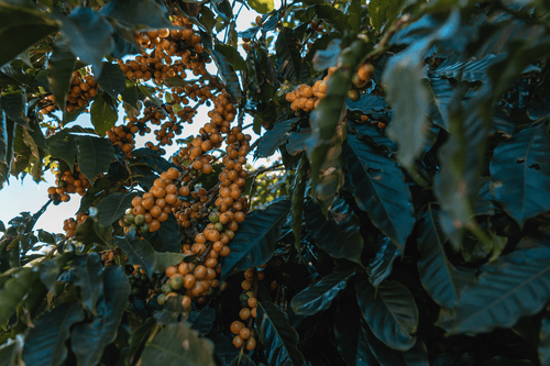 Roasting Plant Coffee in The Fresh Market photo 4