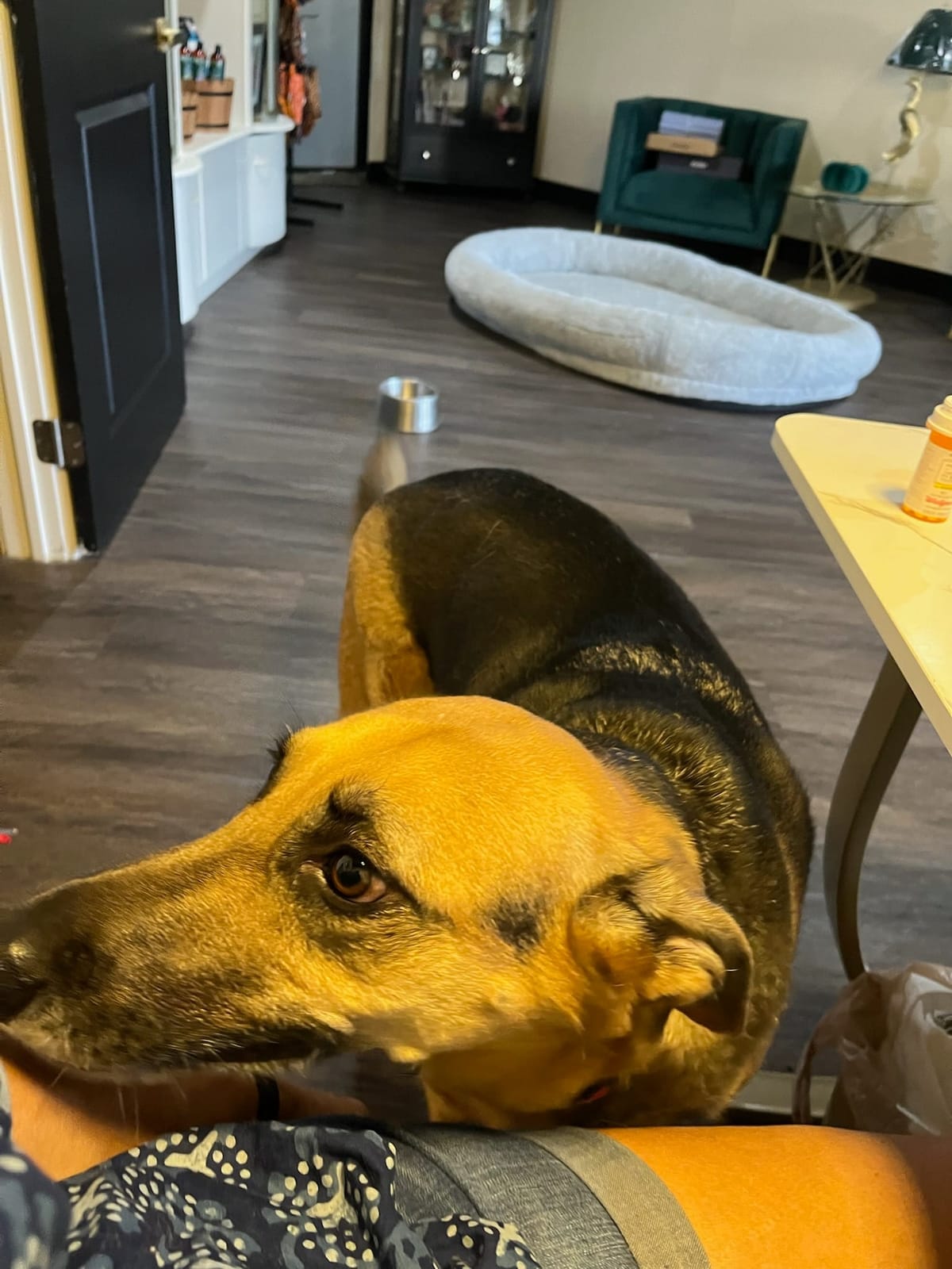 The Charming Canine