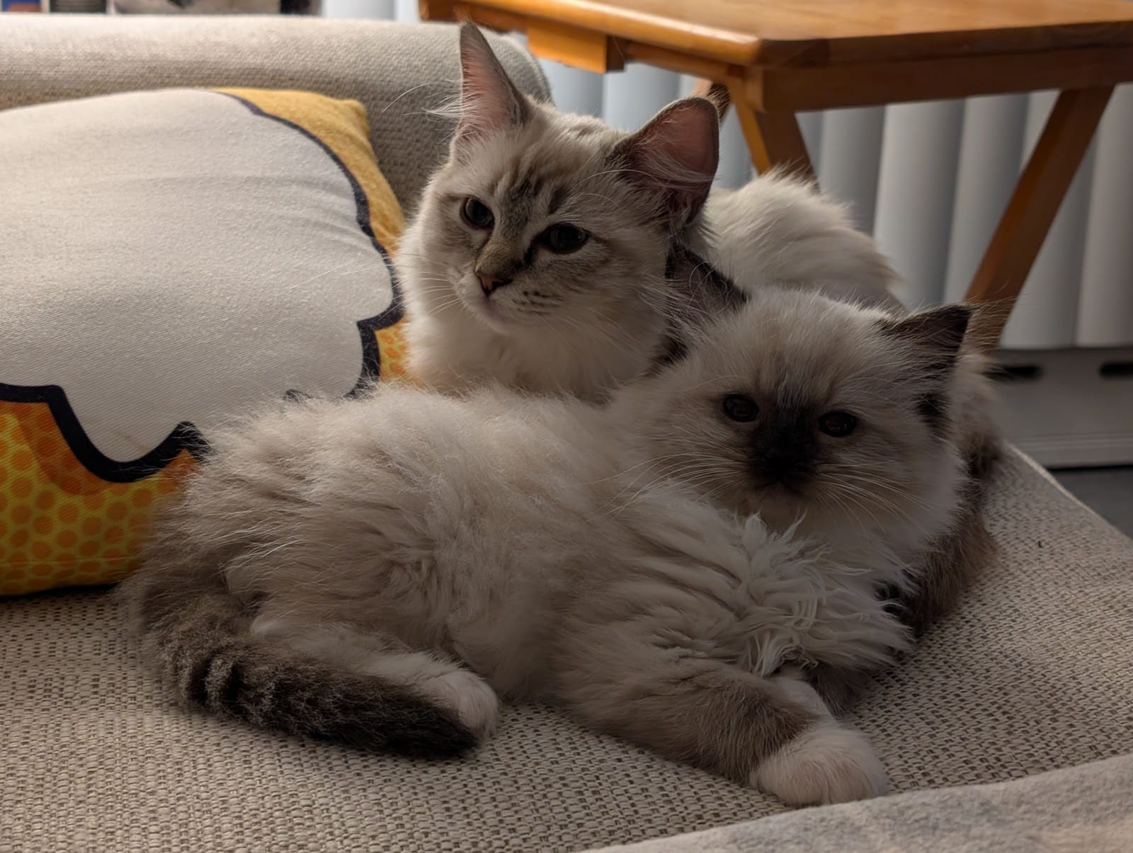 Posh Raggies Ragdoll Kittens