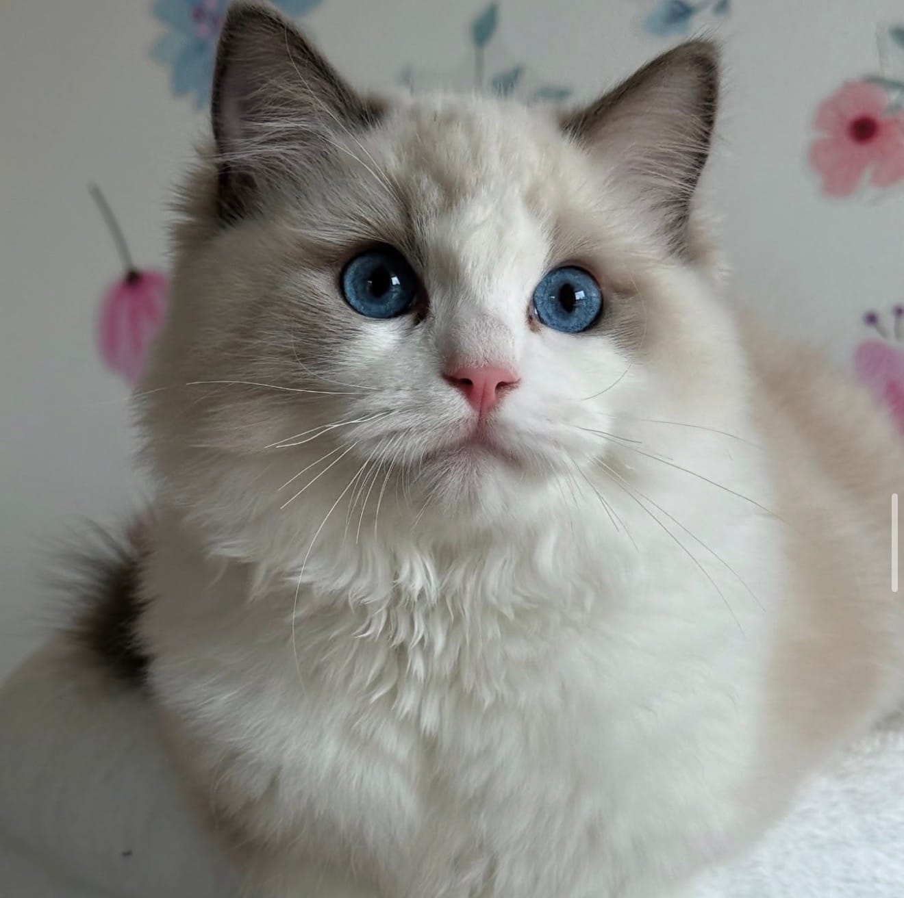 Posh Raggies Ragdoll Kittens photo 2