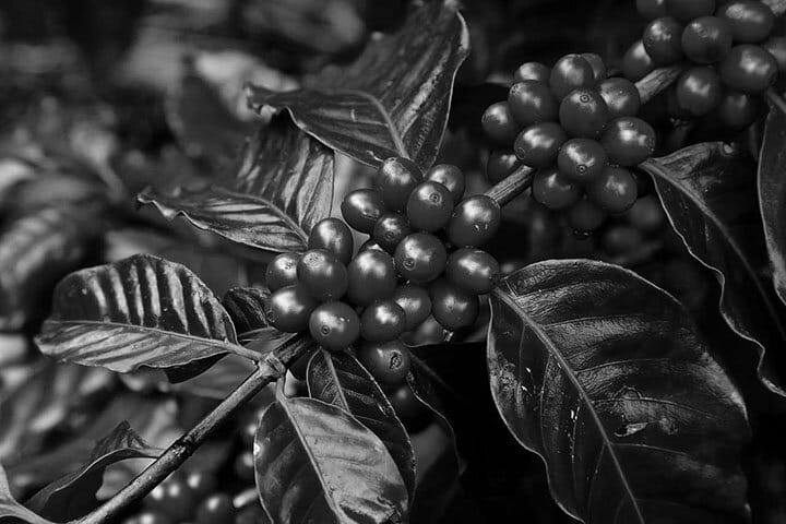 Alla Prima Coffee Roaster photo 2