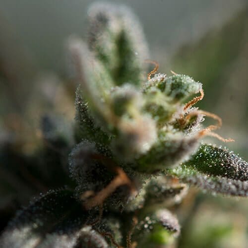 Botanic Bliss Pflugerville photo 6