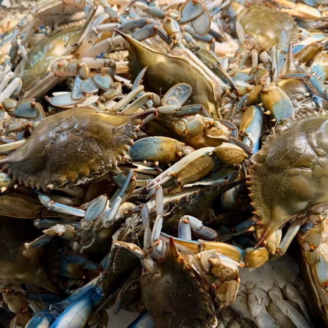 I.C. Sharks Seafood Market, Bar & Cafe photo 3